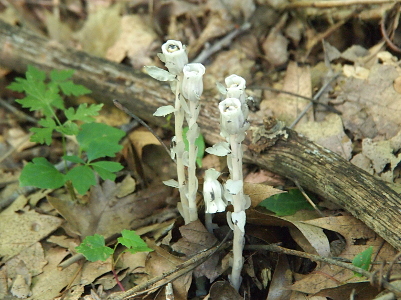 [This plant is all white-grey including its stem and leaves. At the top of the stem is the flower which is like an open tube with curled petals forming the tube. There are white stamen in the middle.]